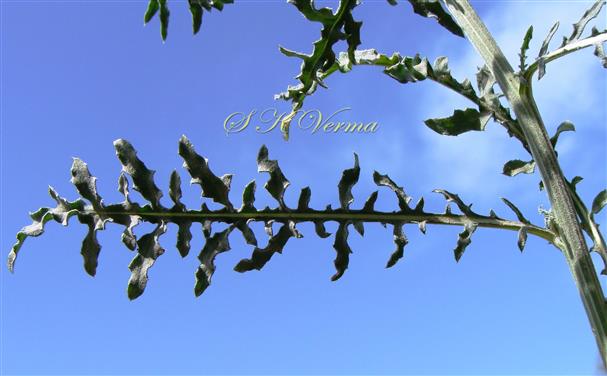  Cauline Leaf-Adaxial view